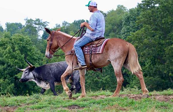 trail-quarter-horse