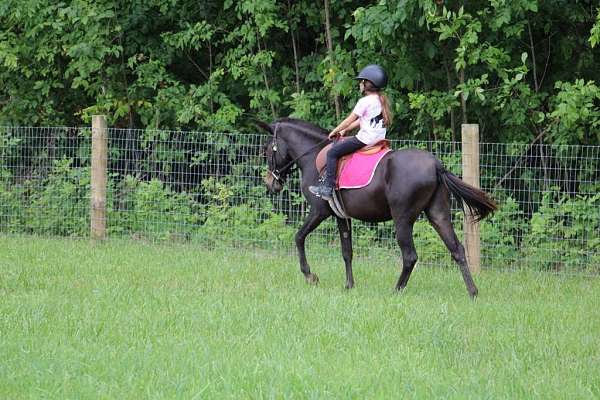 ranch-work-quarter-horse