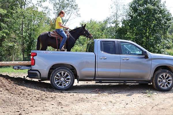 trail-quarter-horse