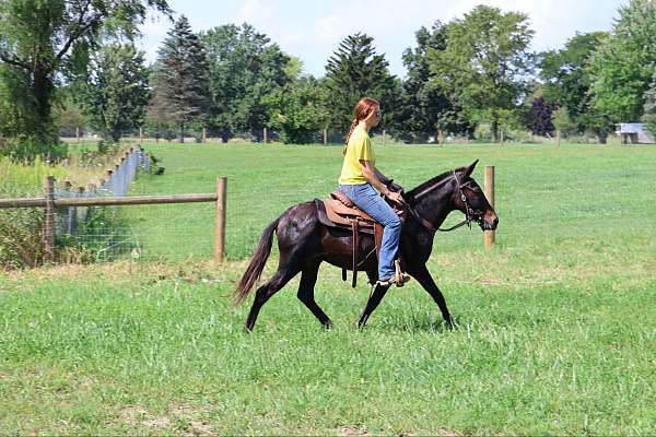 experienced-quarter-horse