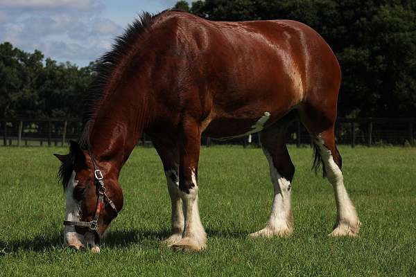 clydesdale-mare