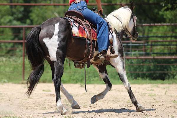 trail-quarter-horse