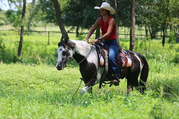 beginner-quarter-horse