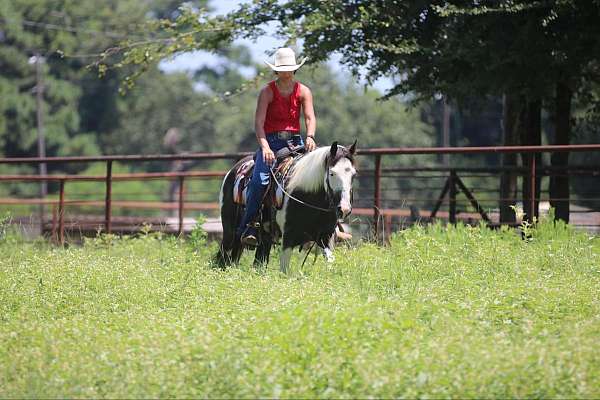 flashy-quarter-horse