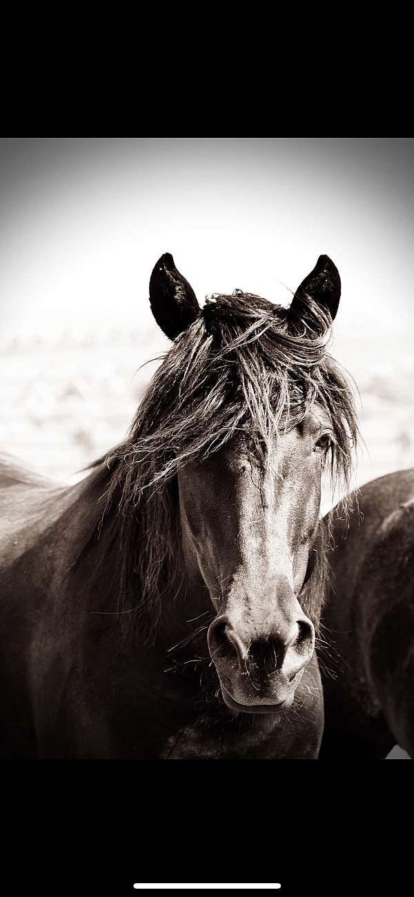 13-year-old-draft-horse