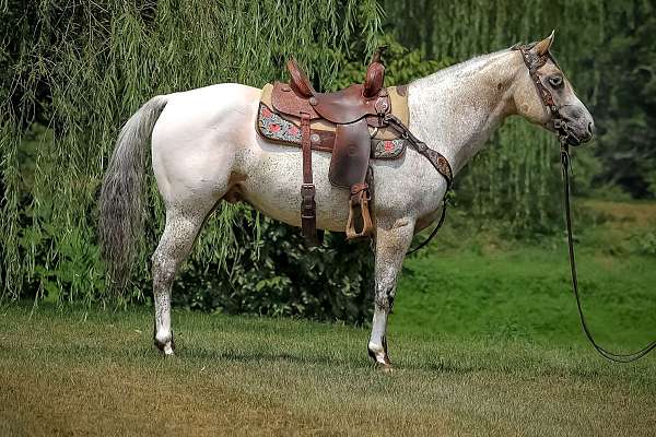 quarter-horse