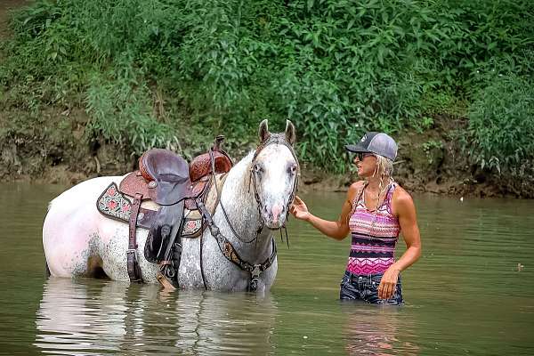 beginner-safe-quarter-horse