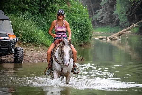 family-horse-quarter