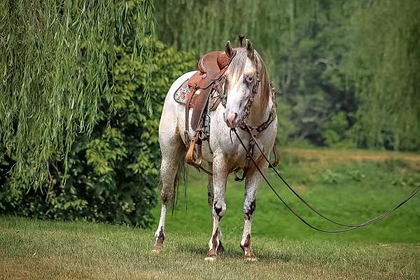 ranch-work-quarter-horse