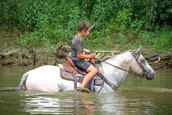 all-around-quarter-horse