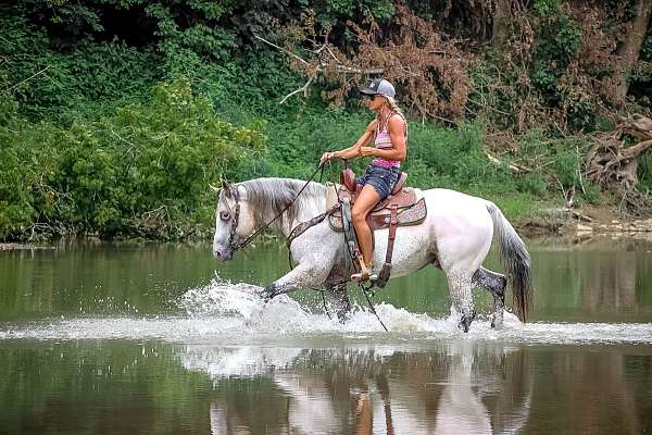 trail-quarter-horse