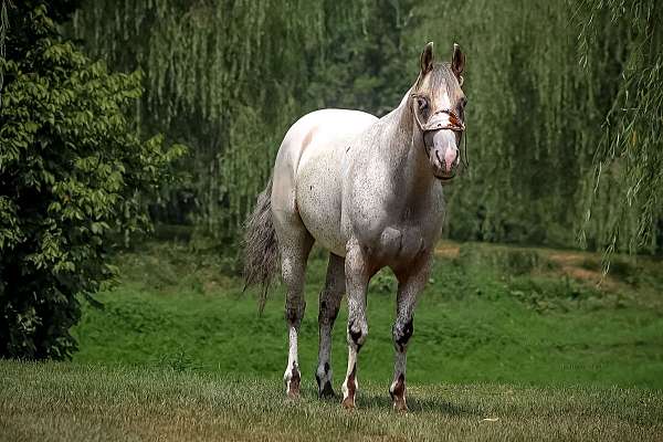 athletic-quarter-horse