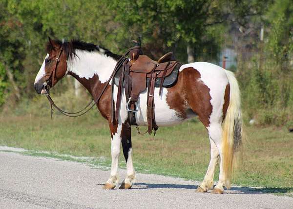 chestnut-blanket-horse