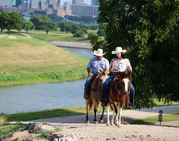 beginner-safe-quarter-horse