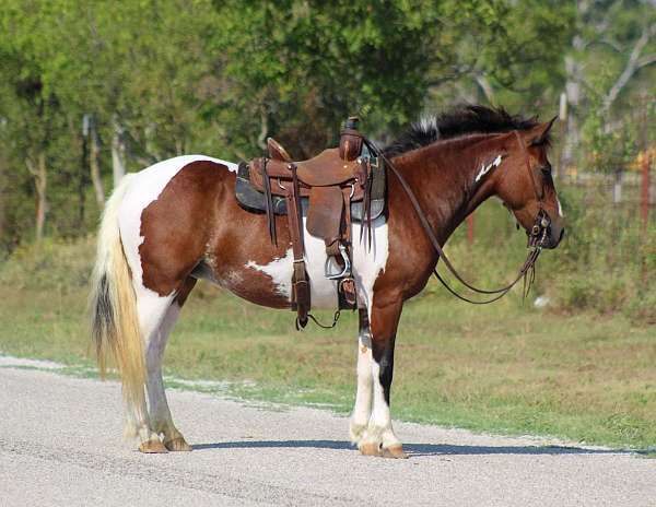 ranch-work-quarter-horse