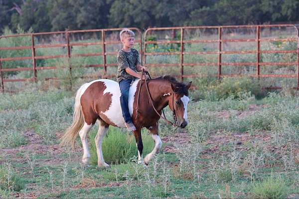 all-around-quarter-horse