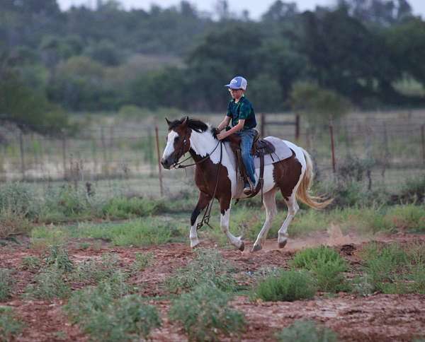 family-horse-quarter