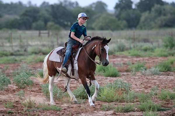 trail-quarter-horse