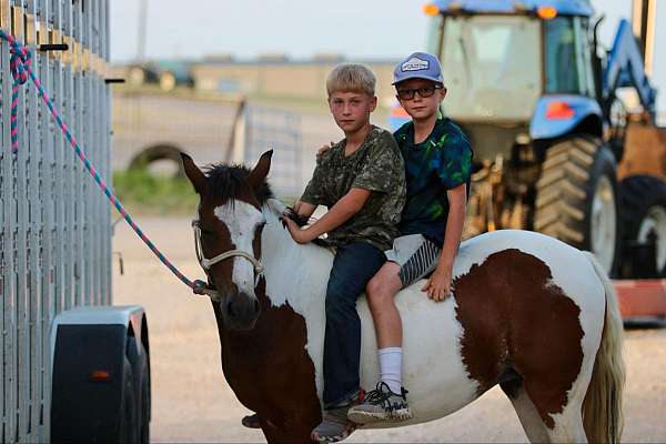 athletic-quarter-horse