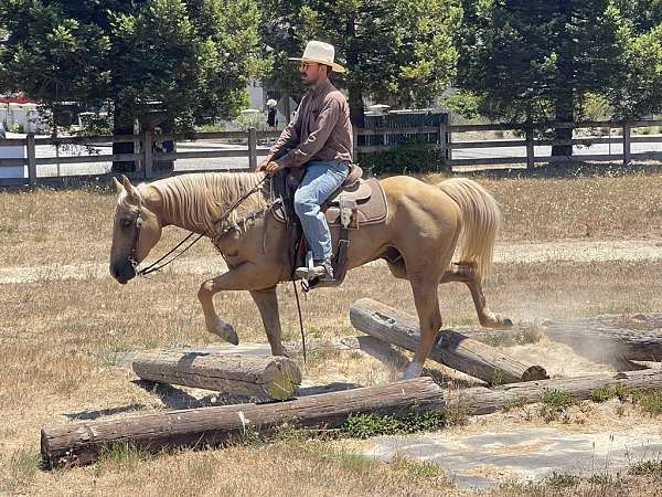 all-around-quarter-horse