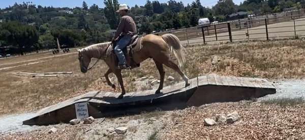 beginner-safe-quarter-horse