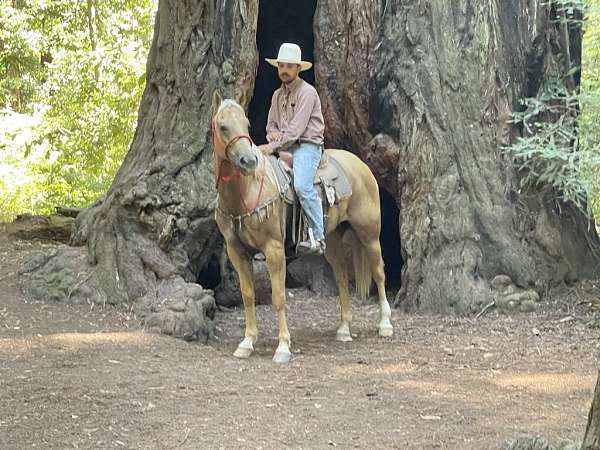 family-horse-quarter