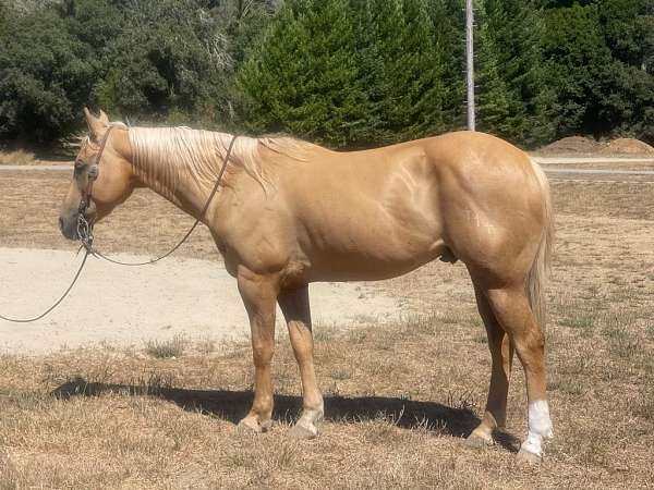 palomino-sock-horse