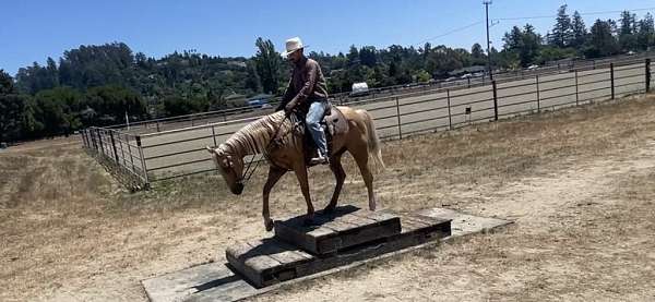 ranch-work-quarter-horse