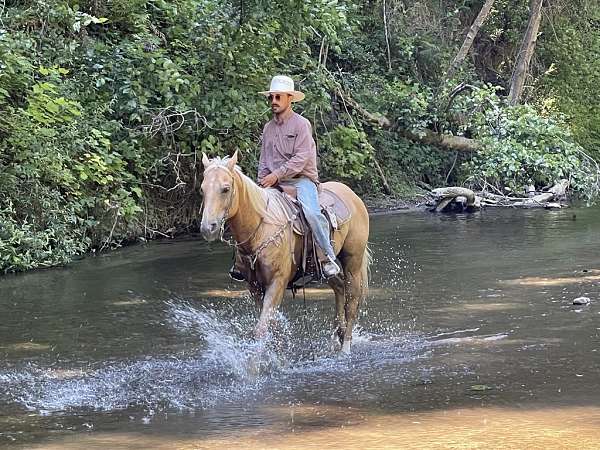 trail-quarter-horse