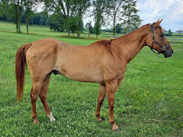 quarter-horse-gelding