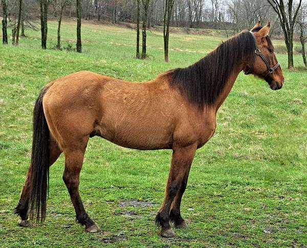 quarter-horse-gelding