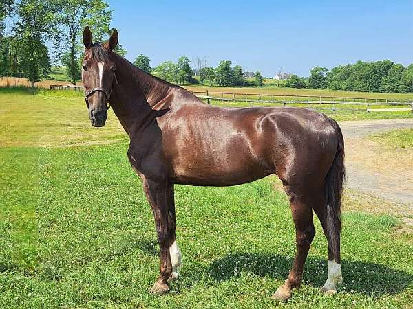 chocolate-beginner-harness-horse