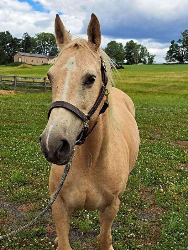 quarter-horse-mare