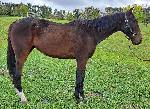 warmblood-gelding