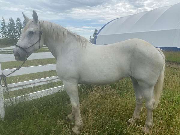 percheron-mare