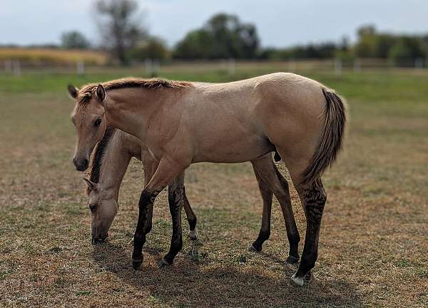 versatile-cow-horse-prospect-ranch-stallion