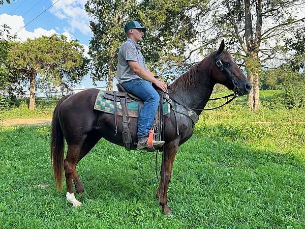 gaited-missouri-fox-trotter-horse