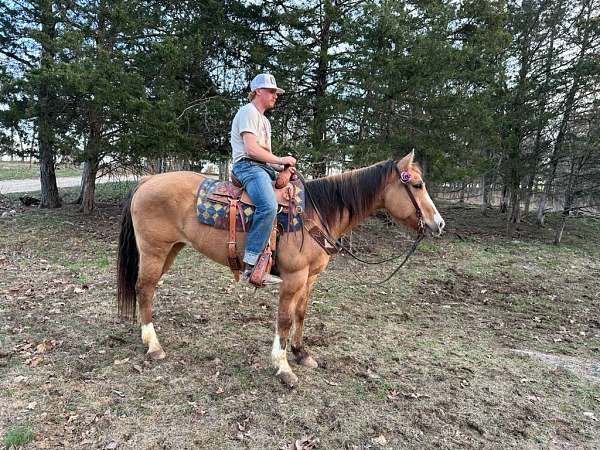 trail-canadian-quarter-horse