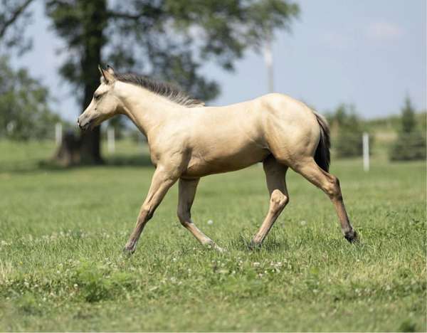 buckskin-4-white-socks-a-blaze-horse