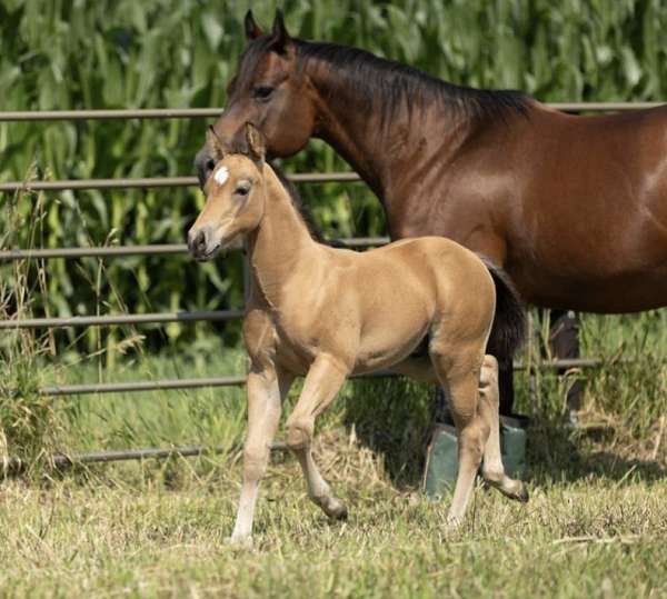 rt-fore-cornet-partially-white-horse