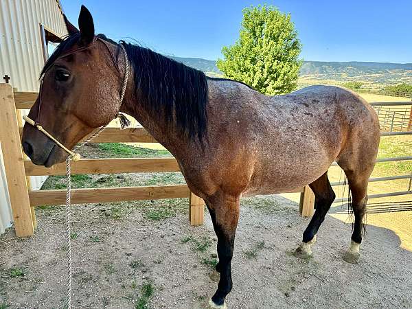 horsemanship-quarter-horse