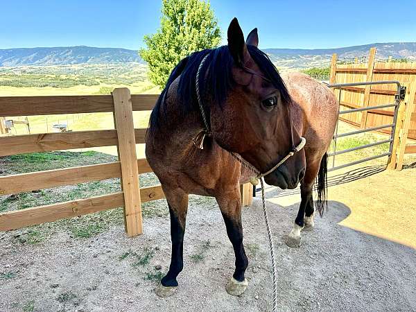 horsemanship-gelding