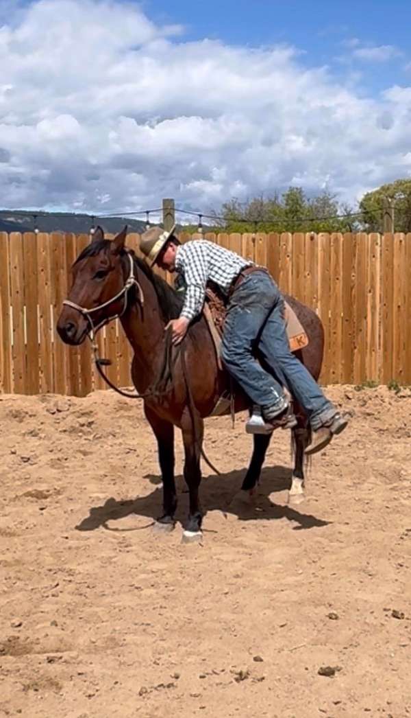 15-hand-quarter-horse-gelding