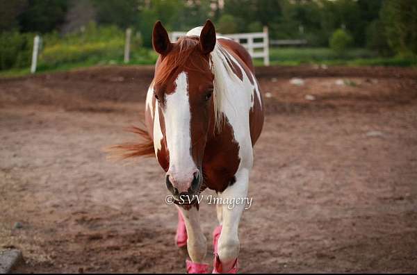 all-around-paint-horse