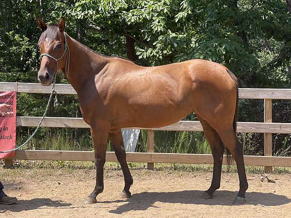 bay-western-dressage-horse