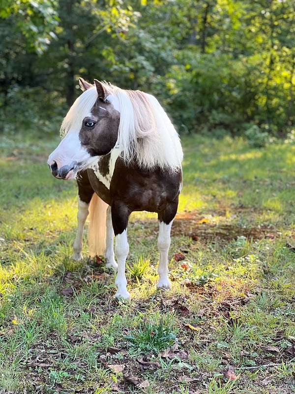 blue-eyed-cross-pinto-pony