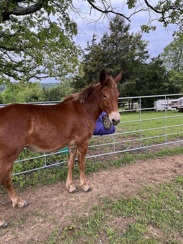 dressage-arabian-donkey