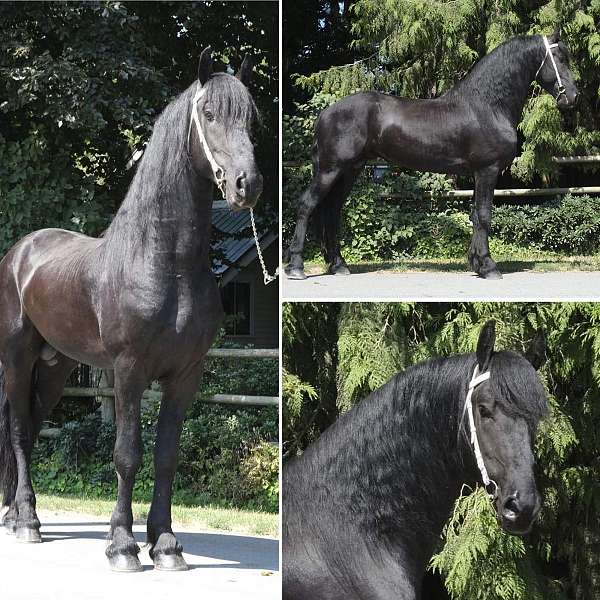 black-friesian-stallion