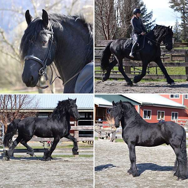 black-friesian-stallion