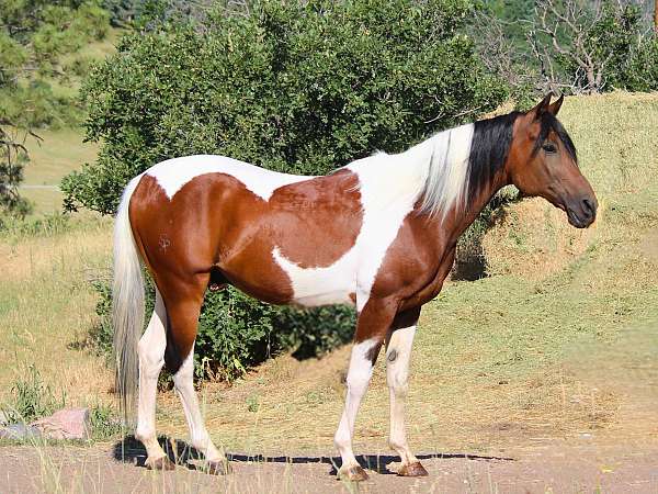 endurance-arabian-horse